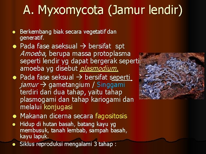 A. Myxomycota (Jamur lendir) l Berkembang biak secara vegetatif dan generatif. Pada fase aseksual