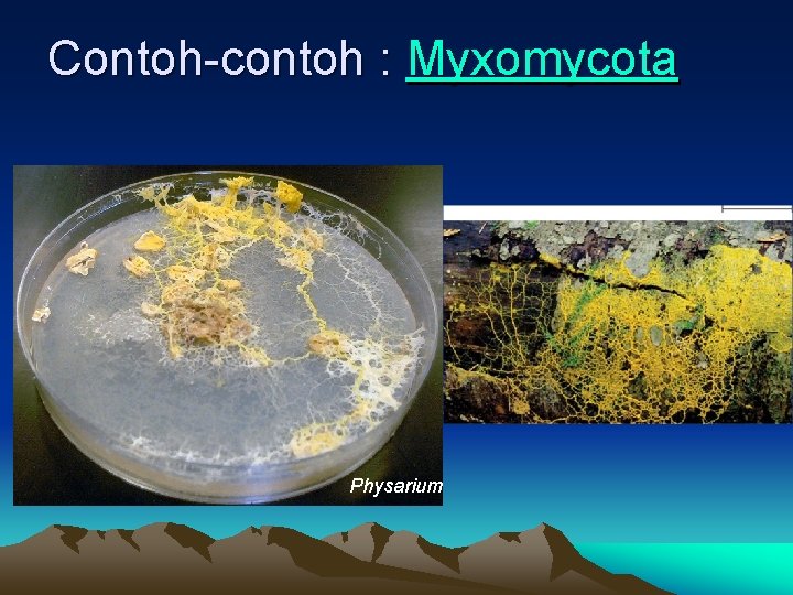 Contoh-contoh : Myxomycota Physarium 