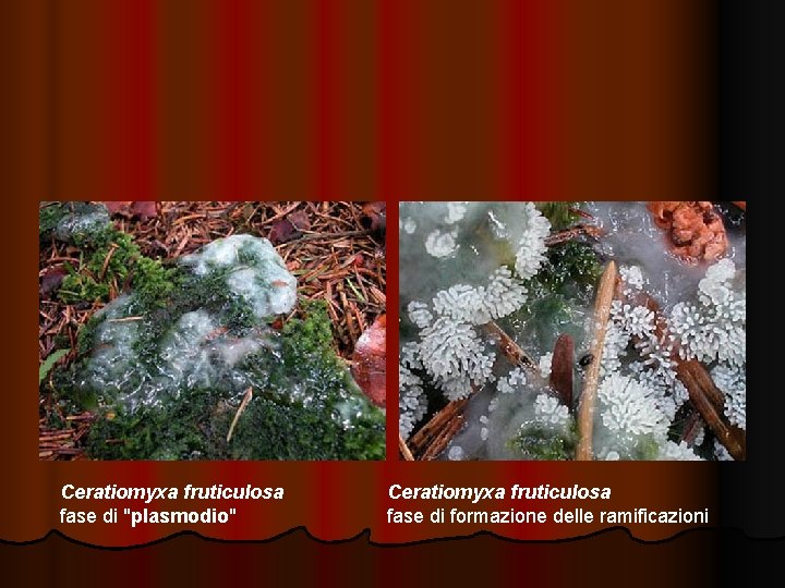 Ceratiomyxa fruticulosa fase di "plasmodio" Ceratiomyxa fruticulosa fase di formazione delle ramificazioni 
