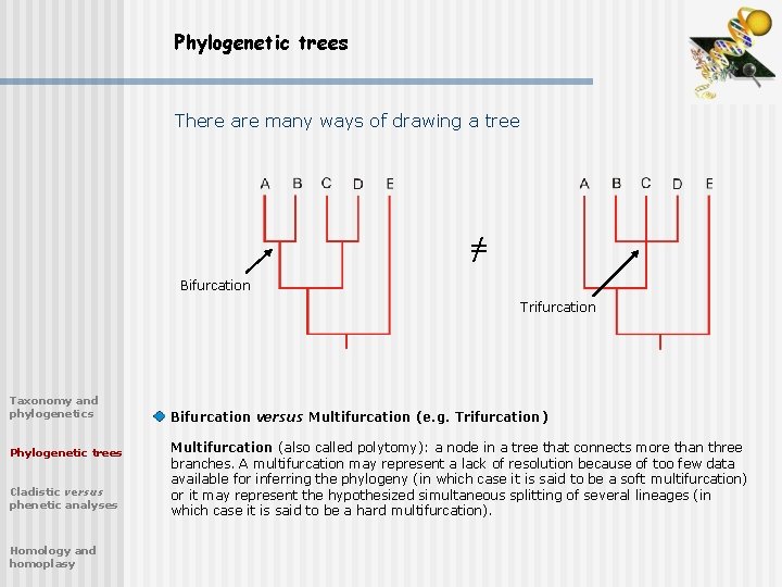 Phylogenetic trees There are many ways of drawing a tree = / Bifurcation Trifurcation