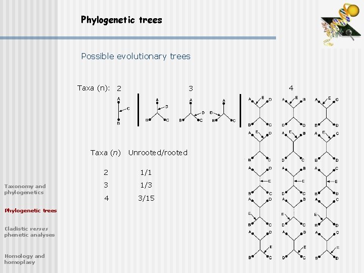 Phylogenetic trees Possible evolutionary trees Taxa (n): 2 Taxa (n) Taxonomy and phylogenetics Phylogenetic