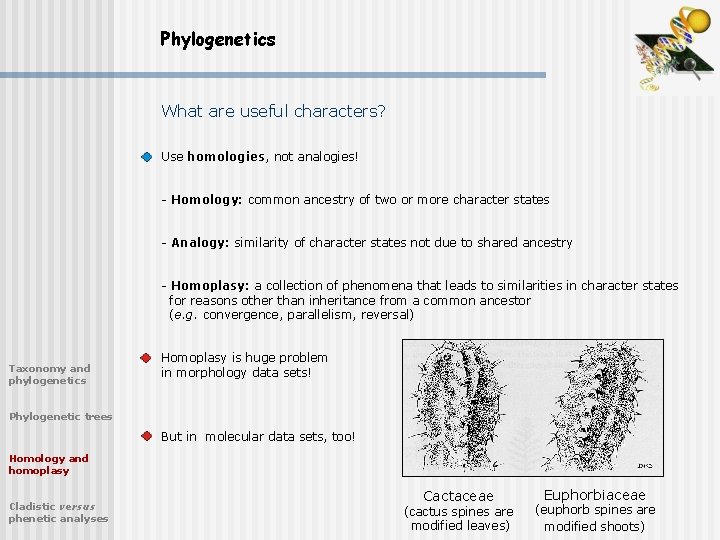 Phylogenetics What are useful characters? Use homologies, not analogies! - Homology: common ancestry of