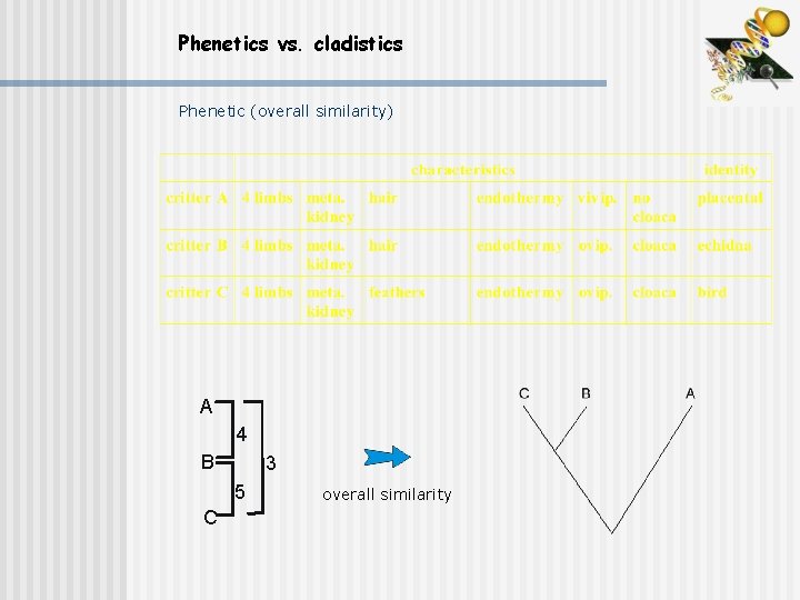 Phenetics vs. cladistics Phenetic (overall similarity) A 4 B 3 5 C overall similarity