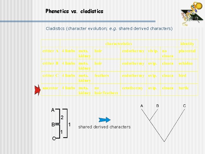 Phenetics vs. cladistics Cladistics (character evolution; e. g. shared derived characters) A 2 B