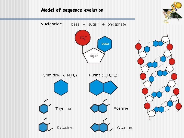 Model of sequence evolution Nucleotide base + sugar Pyrimidine (C 4 N 2 H