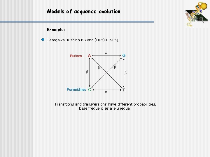 Models of sequence evolution Examples Hasegawa, Kishino & Yano (HKY) (1985) Transitions and transversions