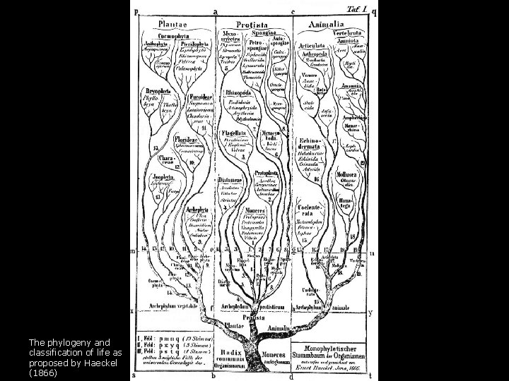 Phylogenetics is the science of the pattern of evolution. A. Evolutionary biology is the