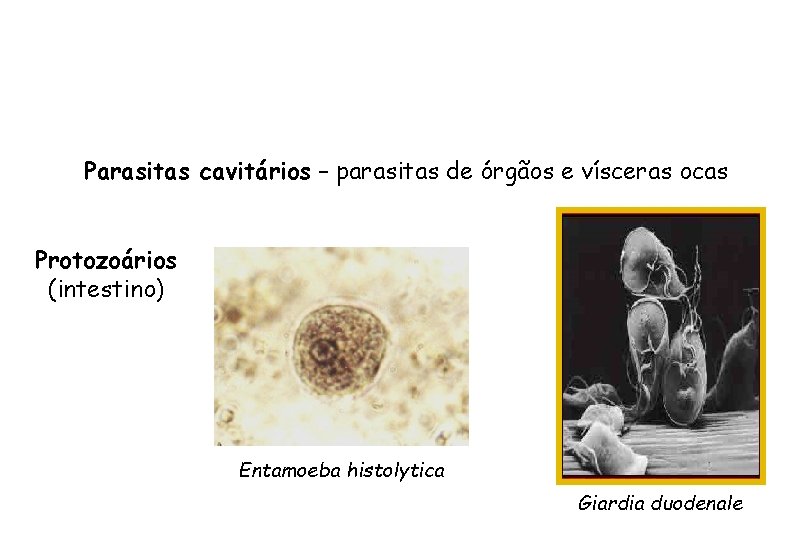 Parasitas cavitários – parasitas de órgãos e vísceras ocas Protozoários (intestino) Entamoeba histolytica Giardia