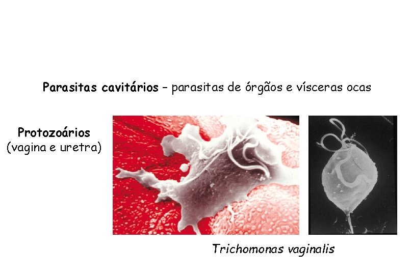 Parasitas cavitários – parasitas de órgãos e vísceras ocas Protozoários (vagina e uretra) Trichomonas
