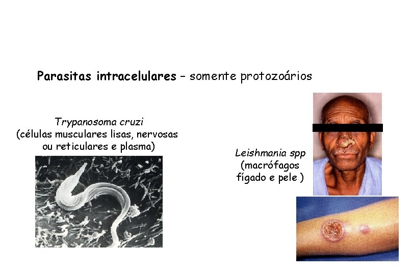 Parasitas intracelulares – somente protozoários Trypanosoma cruzi (células musculares lisas, nervosas ou reticulares e