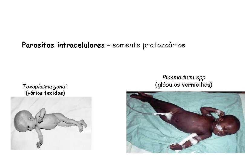 Parasitas intracelulares – somente protozoários Toxoplasma gondi (vários tecidos) Plasmodium spp (glóbulos vermelhos) 