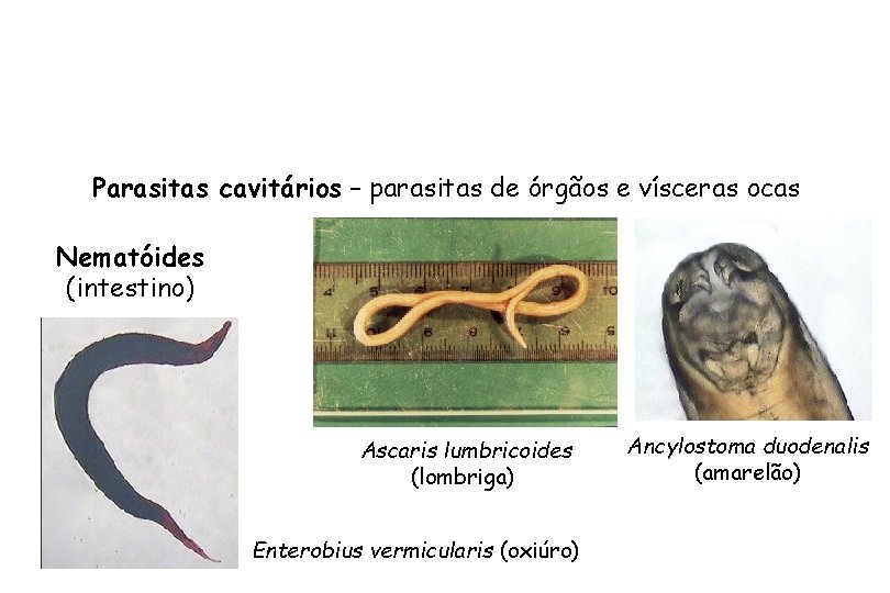 Parasitas cavitários – parasitas de órgãos e vísceras ocas Nematóides (intestino) Ascaris lumbricoides (lombriga)