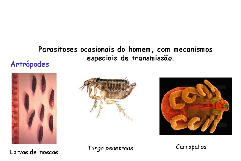 Parasitoses ocasionais do homem, com mecanismos especiais de transmissão. Artrópodes Larvas de moscas Tunga