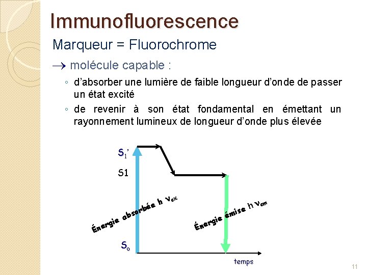 Immunofluorescence Marqueur = Fluorochrome molécule capable : ◦ d’absorber une lumière de faible longueur