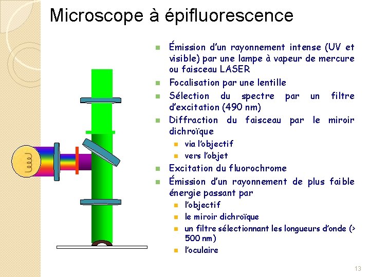 Microscope à épifluorescence n n Émission d’un rayonnement intense (UV et visible) par une