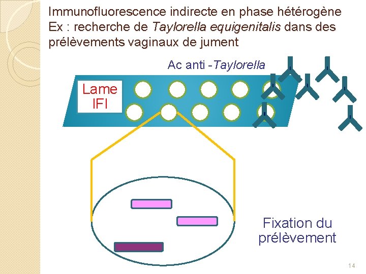 Immunofluorescence indirecte en phase hétérogène Ex : recherche de Taylorella equigenitalis dans des prélèvements