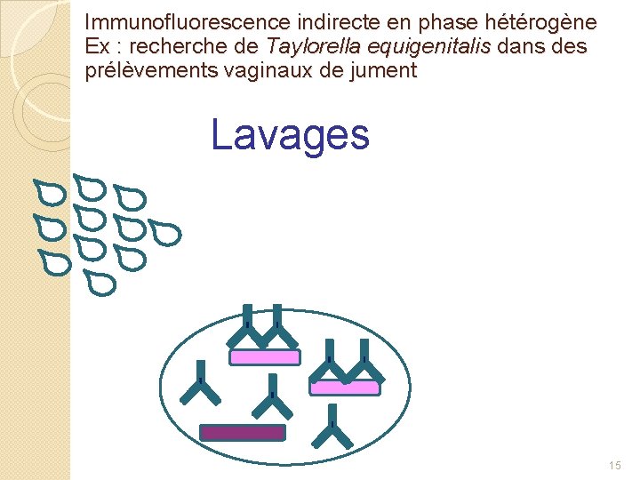 Immunofluorescence indirecte en phase hétérogène Ex : recherche de Taylorella equigenitalis dans des prélèvements