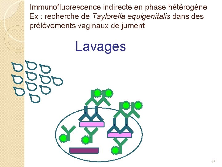 Immunofluorescence indirecte en phase hétérogène Ex : recherche de Taylorella equigenitalis dans des prélèvements