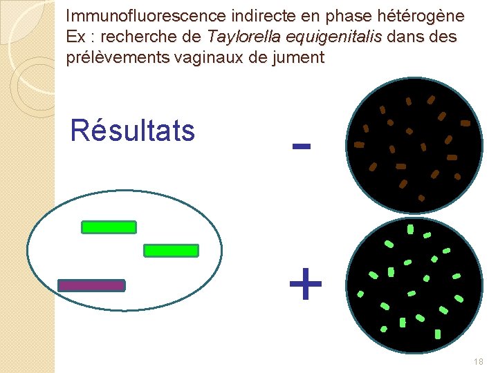 Immunofluorescence indirecte en phase hétérogène Ex : recherche de Taylorella equigenitalis dans des prélèvements