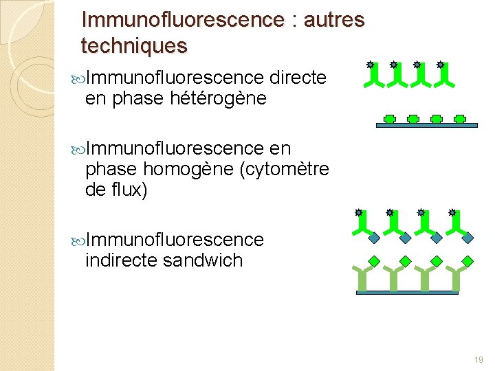 Immunofluorescence : autres techniques Immunofluorescence en phase hétérogène directe Immunofluorescence en phase homogène (cytomètre