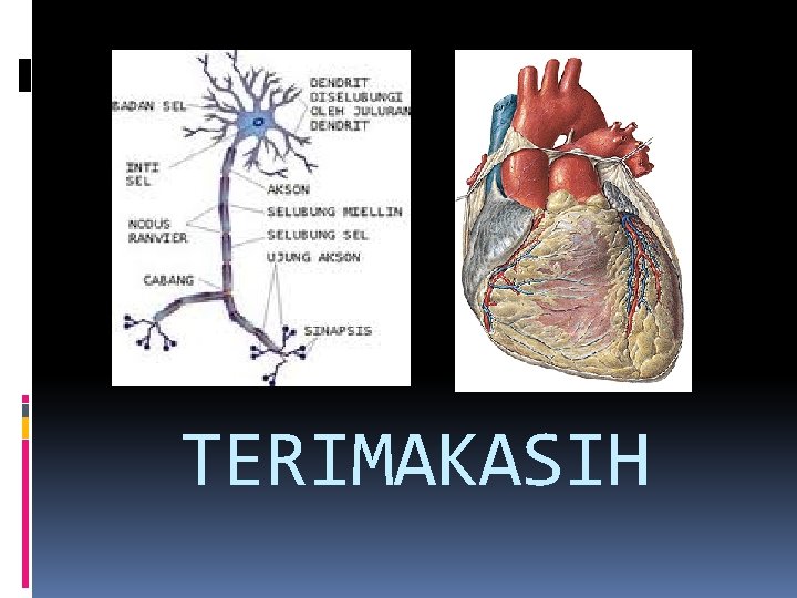 TERIMAKASIH 