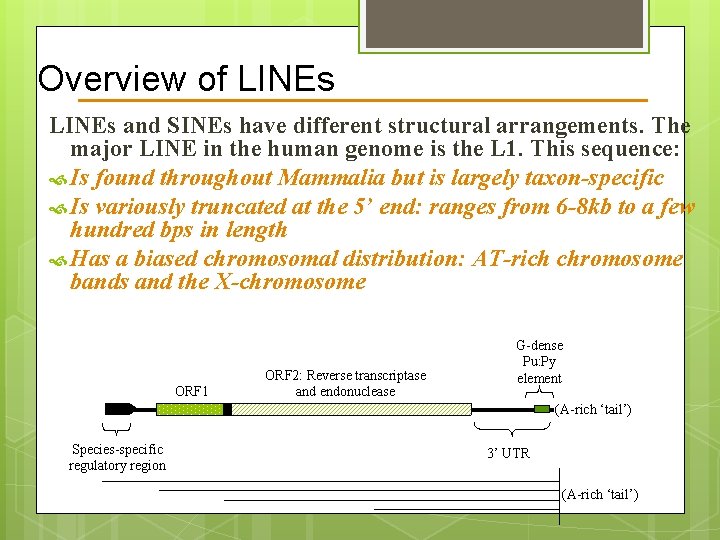 Overview of LINEs and SINEs have different structural arrangements. The major LINE in the