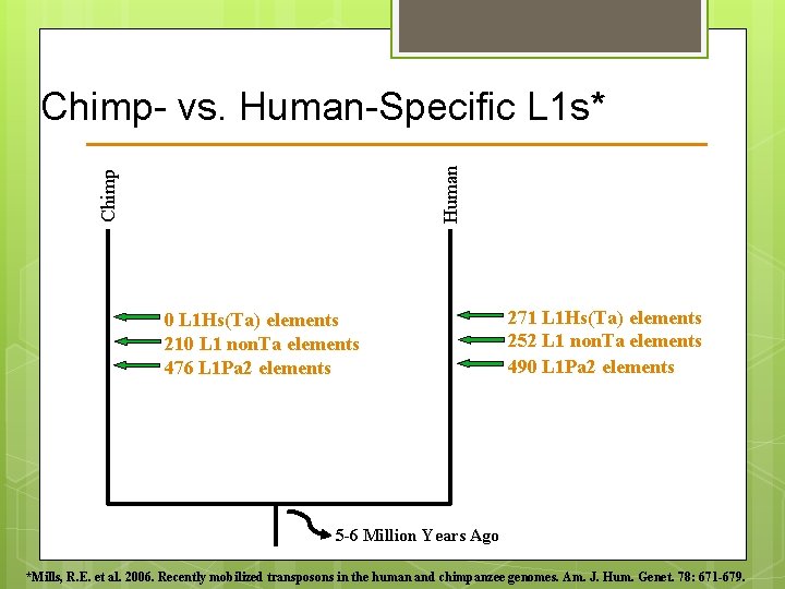 Chimp Human Chimp- vs. Human-Specific L 1 s* 0 L 1 Hs(Ta) elements 210