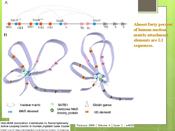 Almost forty percent of human nuclear matrix attachment elements are L 1 sequences 