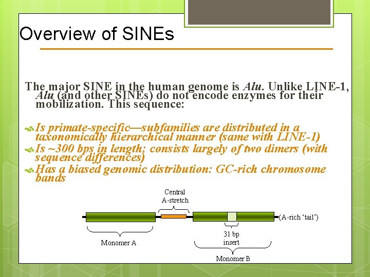 Overview of SINEs The major SINE in the human genome is Alu. Unlike LINE-1,