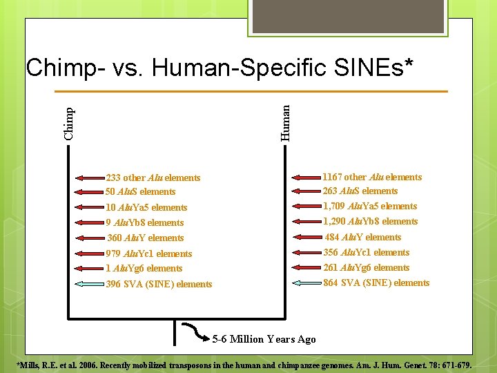 Chimp Human Chimp- vs. Human-Specific SINEs* 233 other Alu elements 50 Alu. S elements