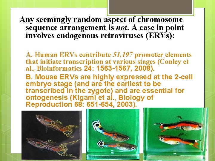 Any seemingly random aspect of chromosome sequence arrangement is not. A case in point