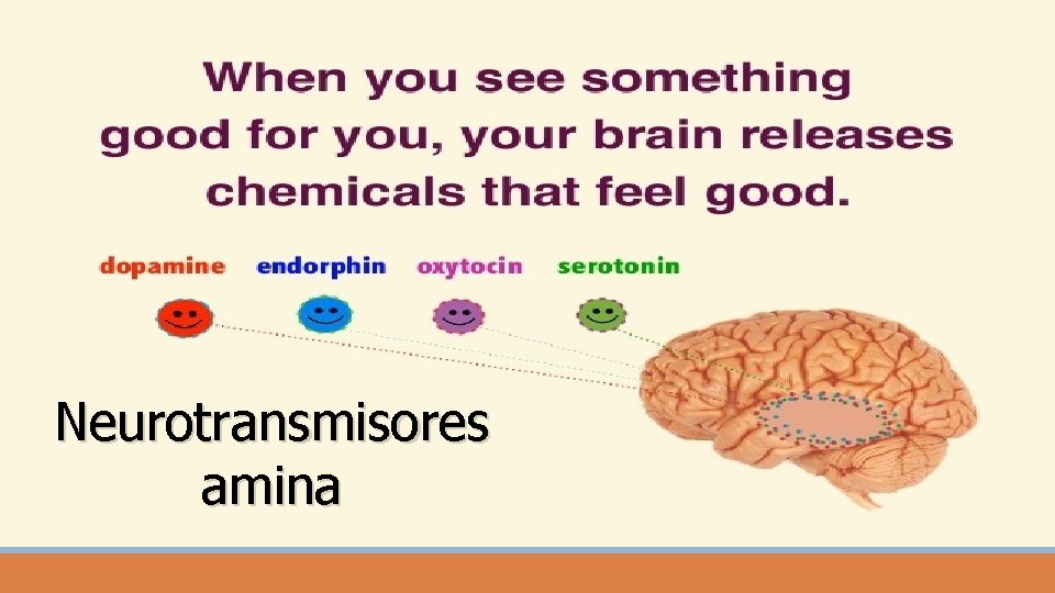 Neurotransmisores amina 