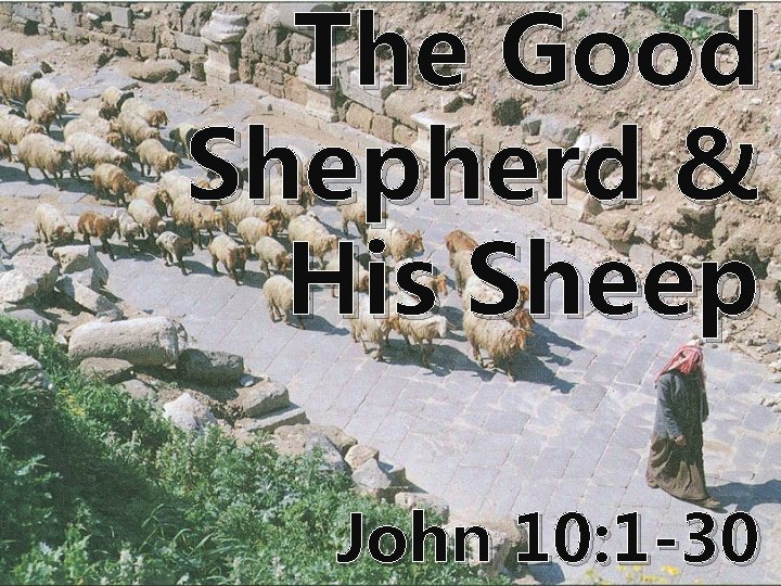The Good Shepherd & His Sheep John 10: 1 -30 