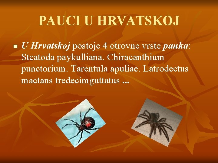 PAUCI U HRVATSKOJ n U Hrvatskoj postoje 4 otrovne vrste pauka: Steatoda paykulliana. Chiracanthium