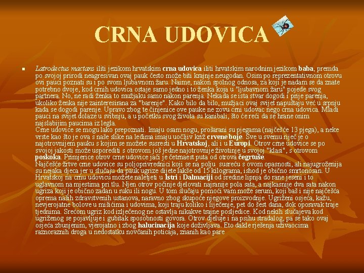 CRNA UDOVICA n Latrodectus mactans iliti jezikom hrvatskim crna udovica iliti hrvatskim narodnim jezikom