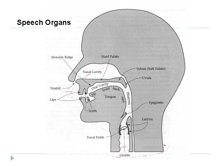 Speech Organs 
