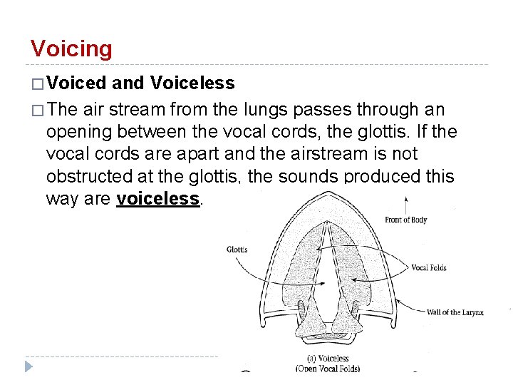 Voicing � Voiced and Voiceless � The air stream from the lungs passes through