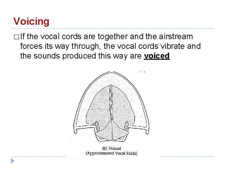 Voicing � If the vocal cords are together and the airstream forces its way