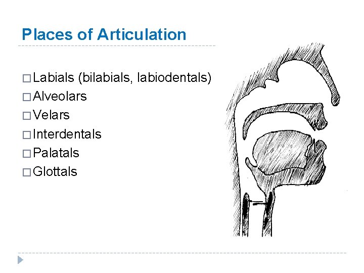 Places of Articulation � Labials (bilabials, labiodentals) � Alveolars � Velars � Interdentals �