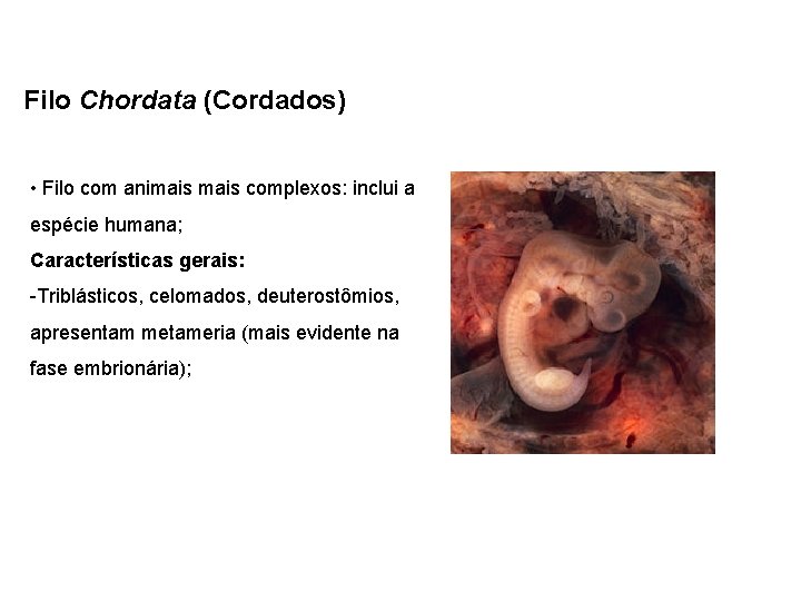 Filo Chordata (Cordados) • Filo com animais complexos: inclui a espécie humana; Características gerais: