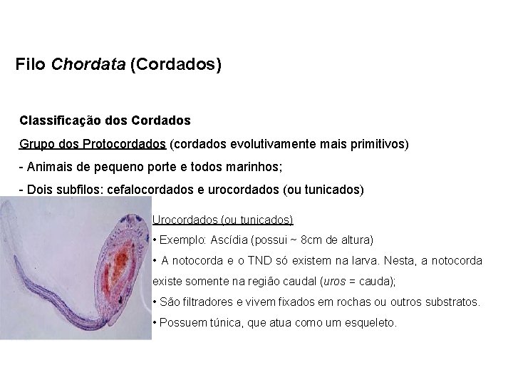 Filo Chordata (Cordados) Classificação dos Cordados Grupo dos Protocordados (cordados evolutivamente mais primitivos) -