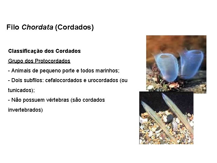 Filo Chordata (Cordados) Classificação dos Cordados Grupo dos Protocordados - Animais de pequeno porte