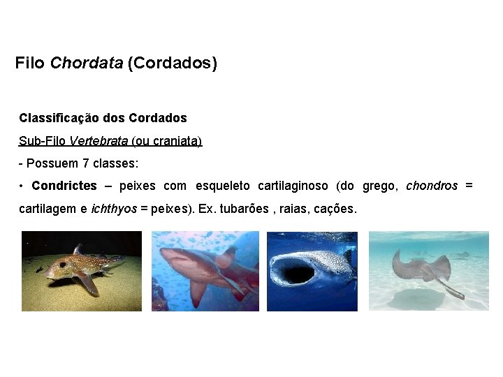 Filo Chordata (Cordados) Classificação dos Cordados Sub-Filo Vertebrata (ou craniata) - Possuem 7 classes: