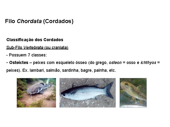 Filo Chordata (Cordados) Classificação dos Cordados Sub-Filo Vertebrata (ou craniata) - Possuem 7 classes: