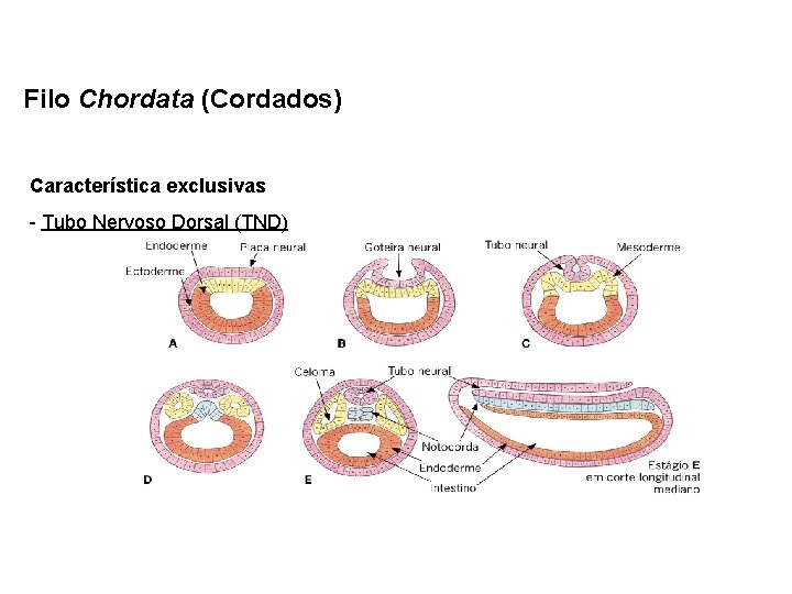 Filo Chordata (Cordados) Característica exclusivas - Tubo Nervoso Dorsal (TND) 