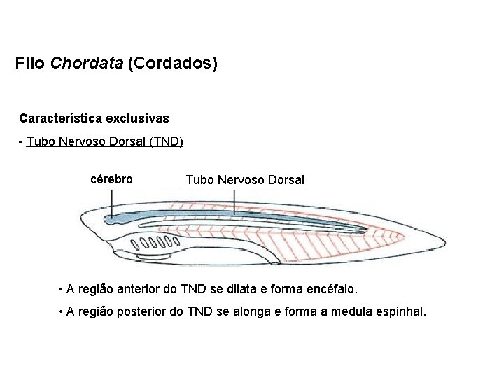 Filo Chordata (Cordados) Característica exclusivas - Tubo Nervoso Dorsal (TND) cérebro Tubo Nervoso Dorsal