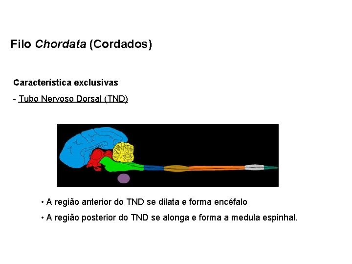 Filo Chordata (Cordados) Característica exclusivas - Tubo Nervoso Dorsal (TND) • A região anterior