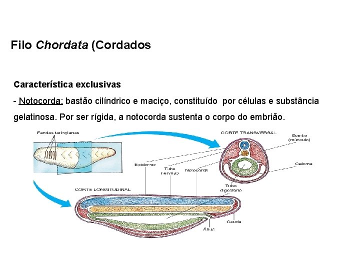 Filo Chordata (Cordados Característica exclusivas - Notocorda: bastão cilíndrico e maciço, constituído por células