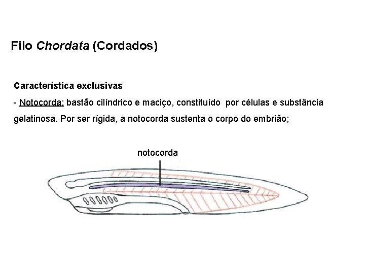 Filo Chordata (Cordados) Característica exclusivas - Notocorda: bastão cilíndrico e maciço, constituído por células