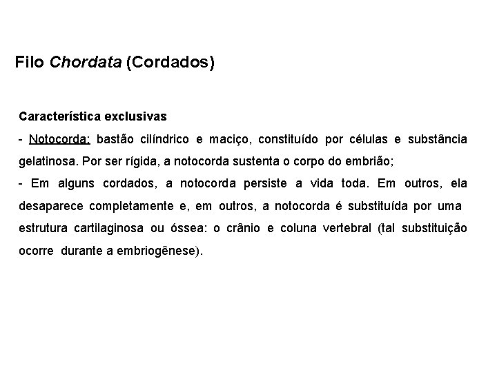 Filo Chordata (Cordados) Característica exclusivas - Notocorda: bastão cilíndrico e maciço, constituído por células